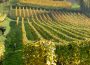 Weinlese beim Weingut Adam Müller: Der „Herbst“ findet in den Sommerferien statt