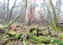 Folgen des Klimawandels vor Ort erleben – </br>Samstag Waldbegehung in St. Ilgen