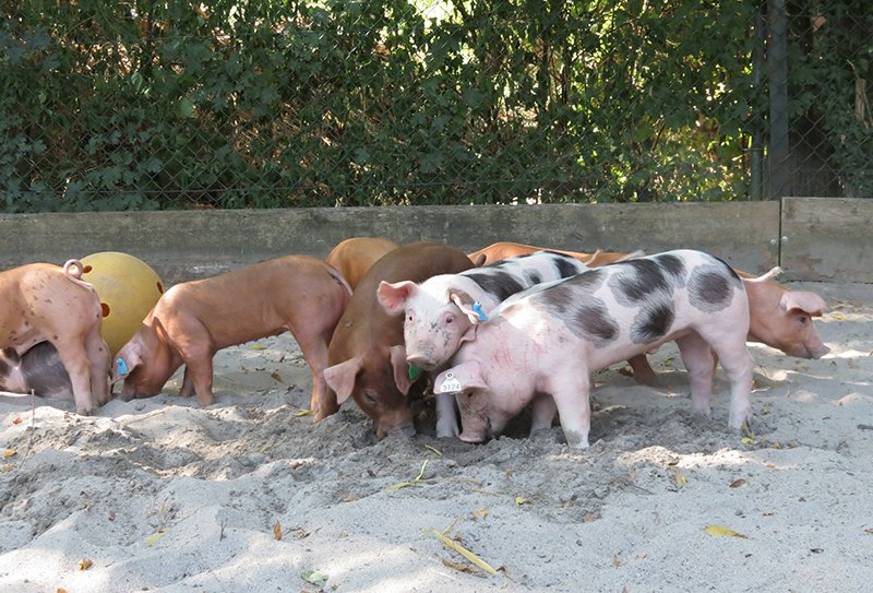 Afrikanische Schweinepest in Baden-Württemberg angekommen