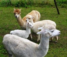 Ausflugstipps für die Sommerferien: Wandern mit Lamas und Alpakas
