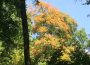 Rekordsommer schadet dem Wald – Förster bereiten ihn auf Klimawandel vor