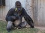 Sonntag: Thementag „Affen“ im Heidelberger Zoo
