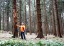 Nadelwälder im Kreis leiden unter Borkenkäfer-Plage – Schon 15.000 Kubikmeter Käferholz