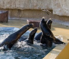 Schnupper-Workshops für Kinder im Zoo – es gibt noch freie Plätze