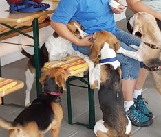 Ehemalige Versuchstiere in Freiheit: </br>Laborbeagle-Treffen im Tom-Tatze Tierheim