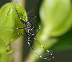 Asiatische Tigermücke auch bei uns? Bevölkerung wird um Mithilfe gebeten