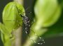 Asiatischer Tigermücke in Weinheim bekämpfen – Ausbreitung vermeiden