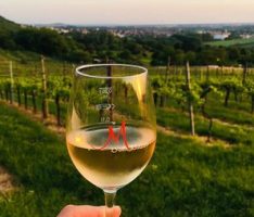 Samstag: Nachhaltigen Weinanbau auf dem Nußlocher Wilhelmsberg erleben