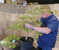 Spannende Vorführung: Wie aus einem jungen Baumschulenbaum ein kleiner Bonsai wird