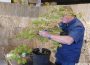Spannende Vorführung: Wie aus einem jungen Baumschulenbaum ein kleiner Bonsai wird