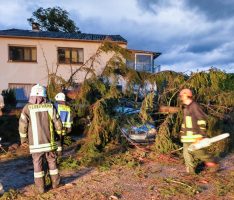 Nußloch: Sturm warf Baum um – Direkt auf parkenden PKW