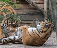 Rendezvous der Tiger im Zoo: Karis und Tebo auf dem Weg zum Traumpaar?