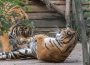 Rendezvous der Tiger im Zoo: Karis und Tebo auf dem Weg zum Traumpaar?