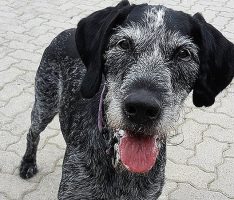 Gestrandet im Tom-Tatze-Tierheim: </br>Jagdhund Purzel sucht neue Heimat