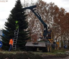 Die Adventszeit rückt näher: Der große Weihnachtsbaum am Kreisel steht bereits