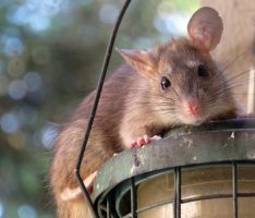 Vermehrtes Müllaufkommen lockt Ratten an – Stadt legt Giftköder aus
