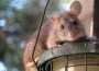 Vermehrtes Müllaufkommen lockt Ratten an – Stadt legt Giftköder aus