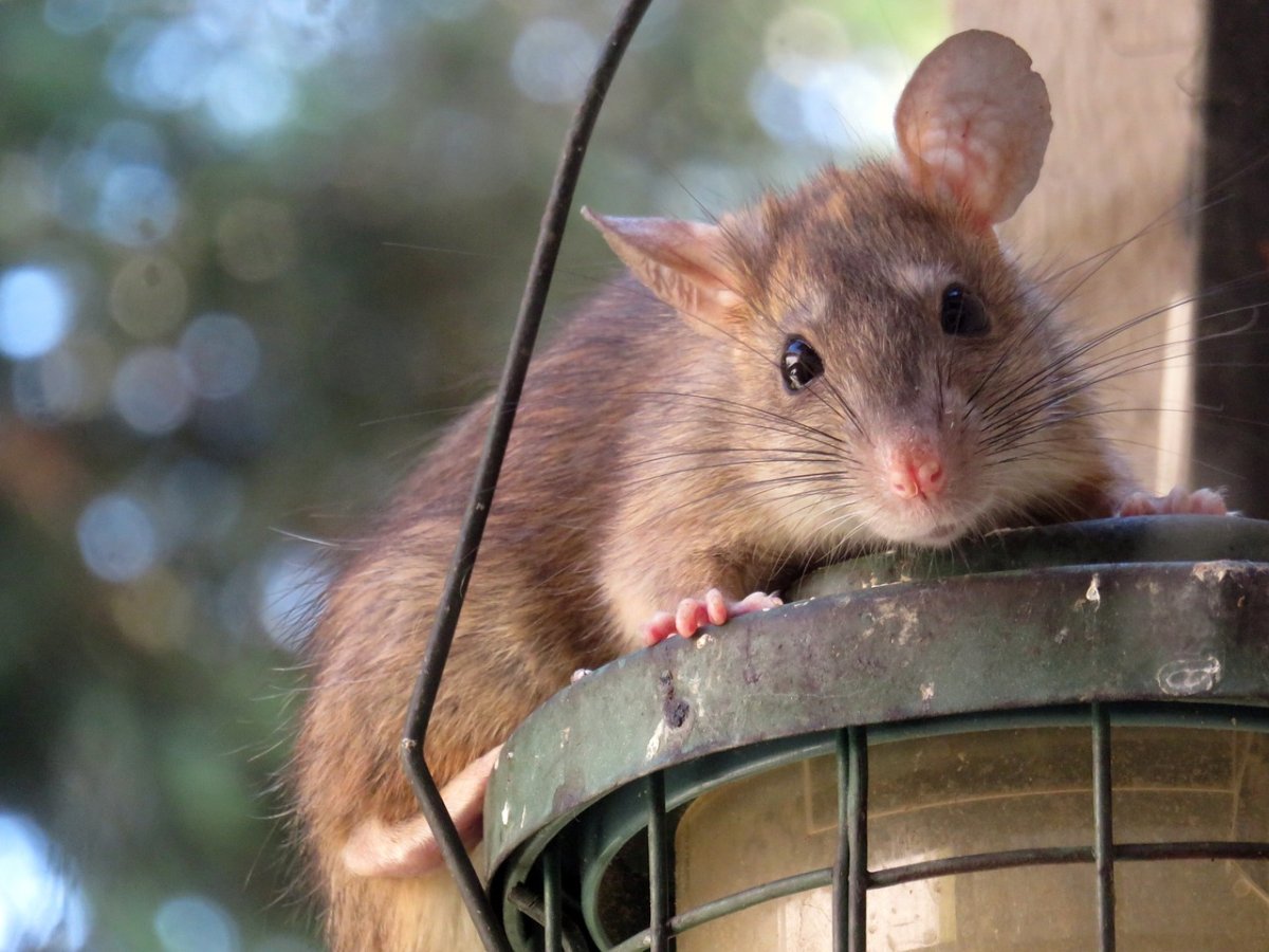 Vermehrtes Müllaufkommen lockt Ratten an - Stadt legt Giftköder aus