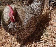 Ein Hahn wacht zurzeit über das Tom-Tatze-Tierheim