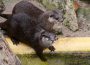 Verliebte Otter im Zoo Heidelberg – Ein Duo wie Bonnie und Clyde?