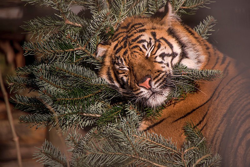 Weihnachten im Zoo - Tiergeschichten am 24. Dezember im Raubtierhaus
