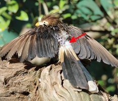 Faszinierende Vogelwelt: Antibakterielle Superkräfte dank Bürzeldrüse?