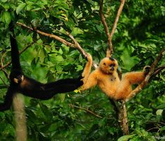 Der Gibbon ist das „Zootier des Jahres 2019“