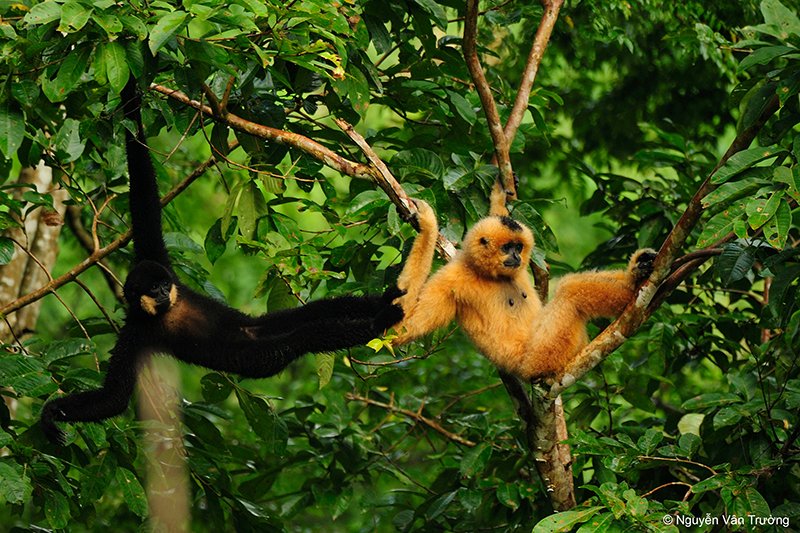 Der Gibbon ist das „Zootier des Jahres 2019“