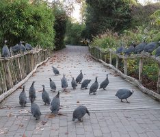 Perlhuhn-Rekord im Zoo Heidelberg – Tierische Inventur zum Jahreswechsel