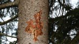 Kreisforstamt warnt vor massiver Käfergefahr in Nadelwäldern