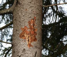 Jetzt Fichtenwälder auf Borkenkäfer kontrollieren – Suche nach „Überwinterern“