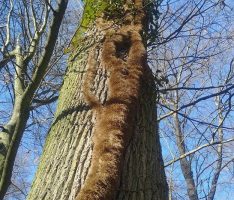 Sensation: Seltener Buchen-Lindwurm im Nußlocher Stadtwald entdeckt