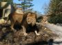 Einzug der Könige in Heidelberg – </br>Löwenanlage im Zoo feierlich eröffnet