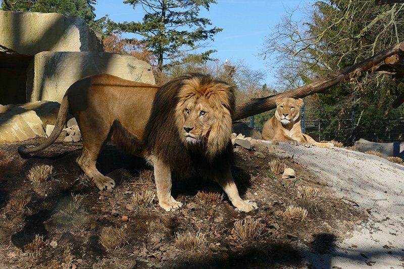 Einzug der Könige in Heidelberg - </br>Löwenanlage im Zoo feierlich eröffnet