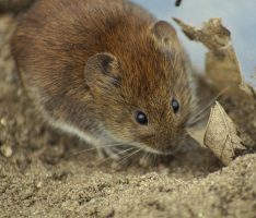 Hantavirus-Erkrankungen steigen stark an: Überträger sind Rötelmaus-Ausscheidungen