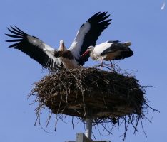 Wenn sie kommen, wird es Frühling! Erste Weißstörche im Zoo angekommen