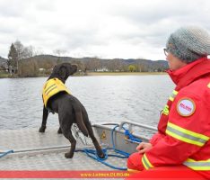 Intensives Trainingswochenende der DLRG-Wasserrettungshunde