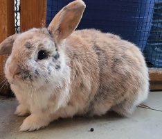 Tom-Tatze-Tierheim: Kaninchen Paulchen und Flo suchen Familienanschluß