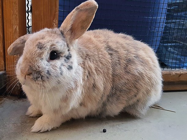 Tom-Tatze-Tierheim: Kaninchen Paulchen und Flo suchen Familienanschluß