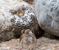 Gefiederte Ritter im prachtvollen Gewand – Kampfläufer im Zoo in Paarungslaune