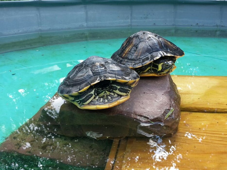 Wasserschildkröten aus dem Tom-Tatze-Tierheim suchen neue Heimat
