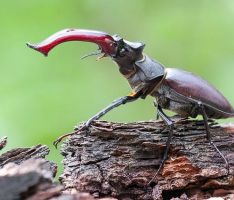 Citizen Science: Hirschkäfer – bitte melden!