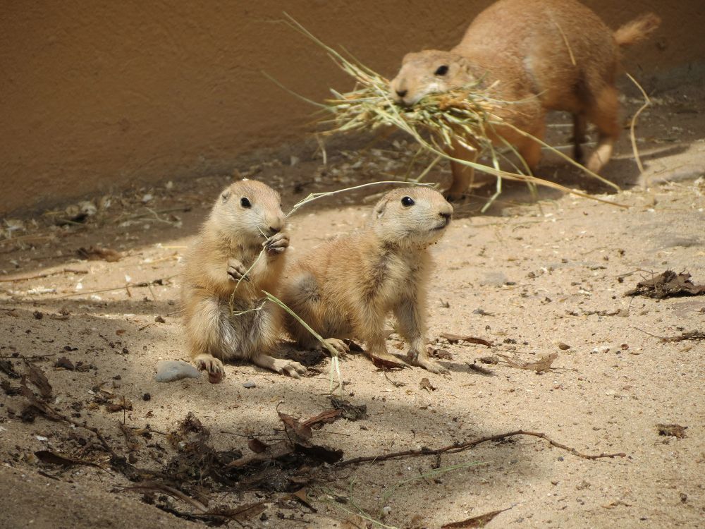 Nachwuchs Bei Den Prariehunden Im Zoo Sonne Lockt Jungtiere Aus Dem Bau Leimen Lokal Leimen Lokal