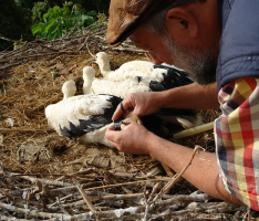 29 neue Ringträger im Zoo Heidelberg: Junge Weißstörche erhalten Erkennungsringe
