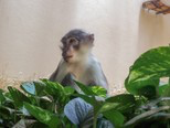 Die Mangaben kommen:Neue Affenart zieht in den Zoo Heidelberg ein