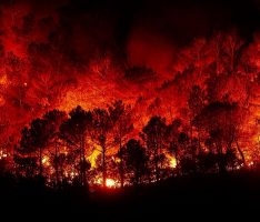 Vorsicht: Höchste Gefahrenstufe für Waldbrand im Rhein-Neckar-Kreis