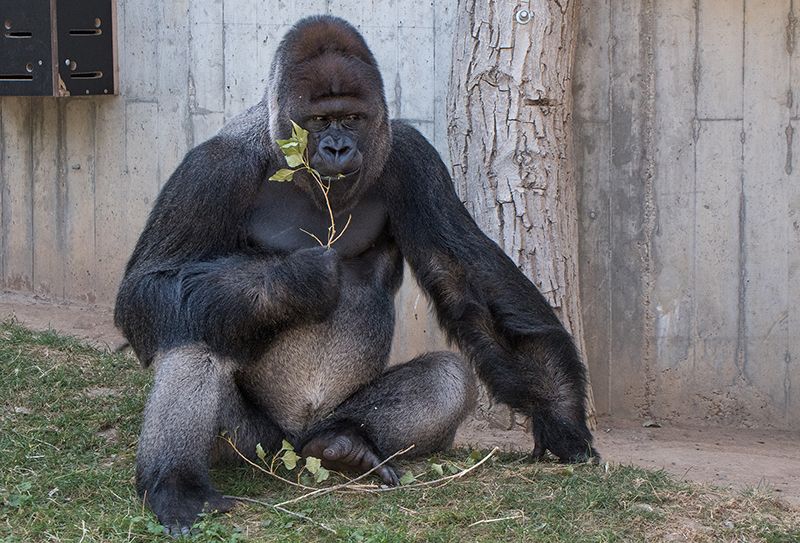 "Affentag" im Zoo: </br>Spannende Infos zu Gorilla & Co. am Sonntag