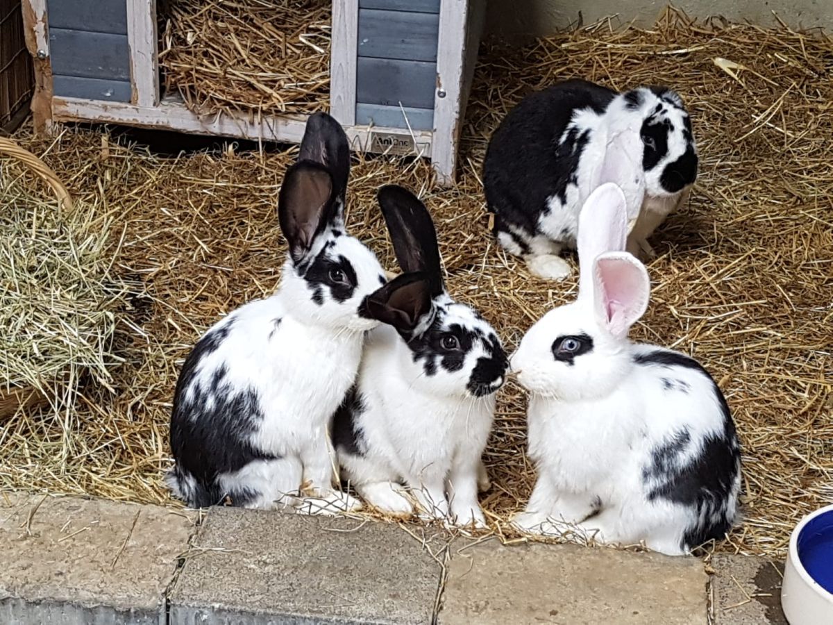 Viele Kaninchen im Tom-Tatze-Tierheim warten auf ein neues Zuhause