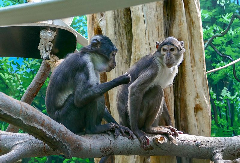 Die Mangaben sind da!  Dreiköpfige AffengGruppe fühlt sich im Zoo wohl