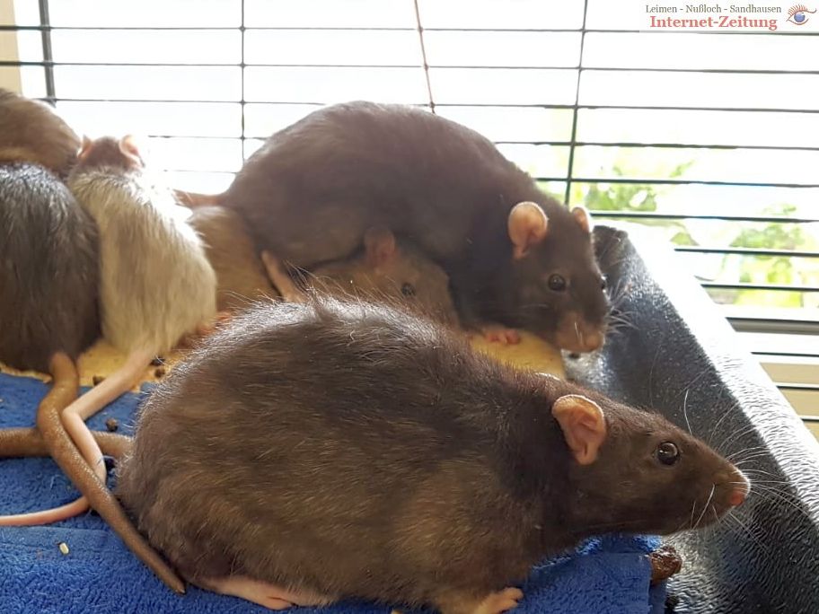 Animal Hoarding der schlimmsten Art: </br>Eine Wohnung mit Hunderten von Ratten